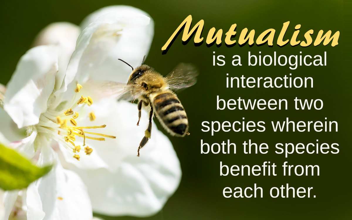 Examples Of Mutualism Biology Wise