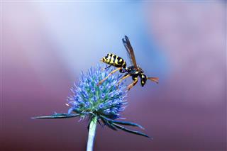 Wasp on Purple Flower
