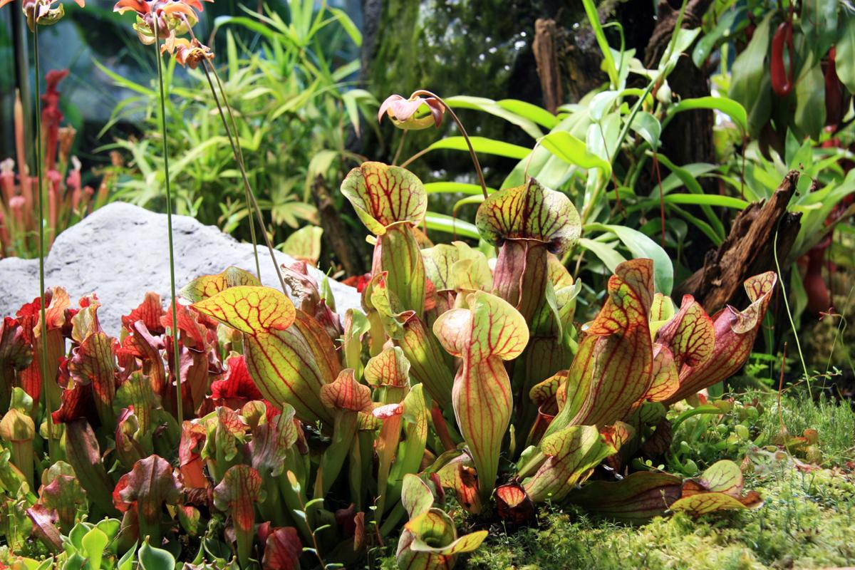 Tropical Rainforest Plant Life - Gardenerdy