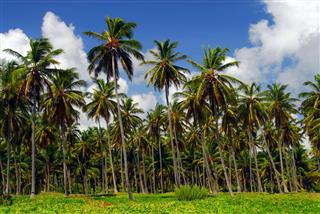 Coconut tree forest