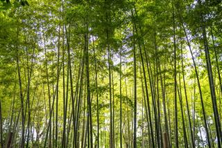 Bamboo in rainforest