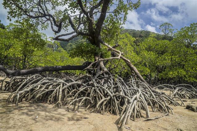 Mangroves tree