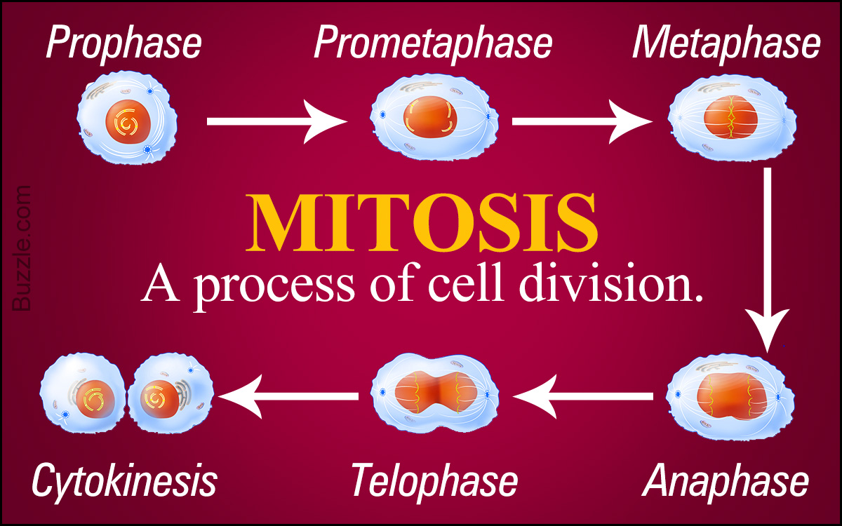 Stages of Mitosis