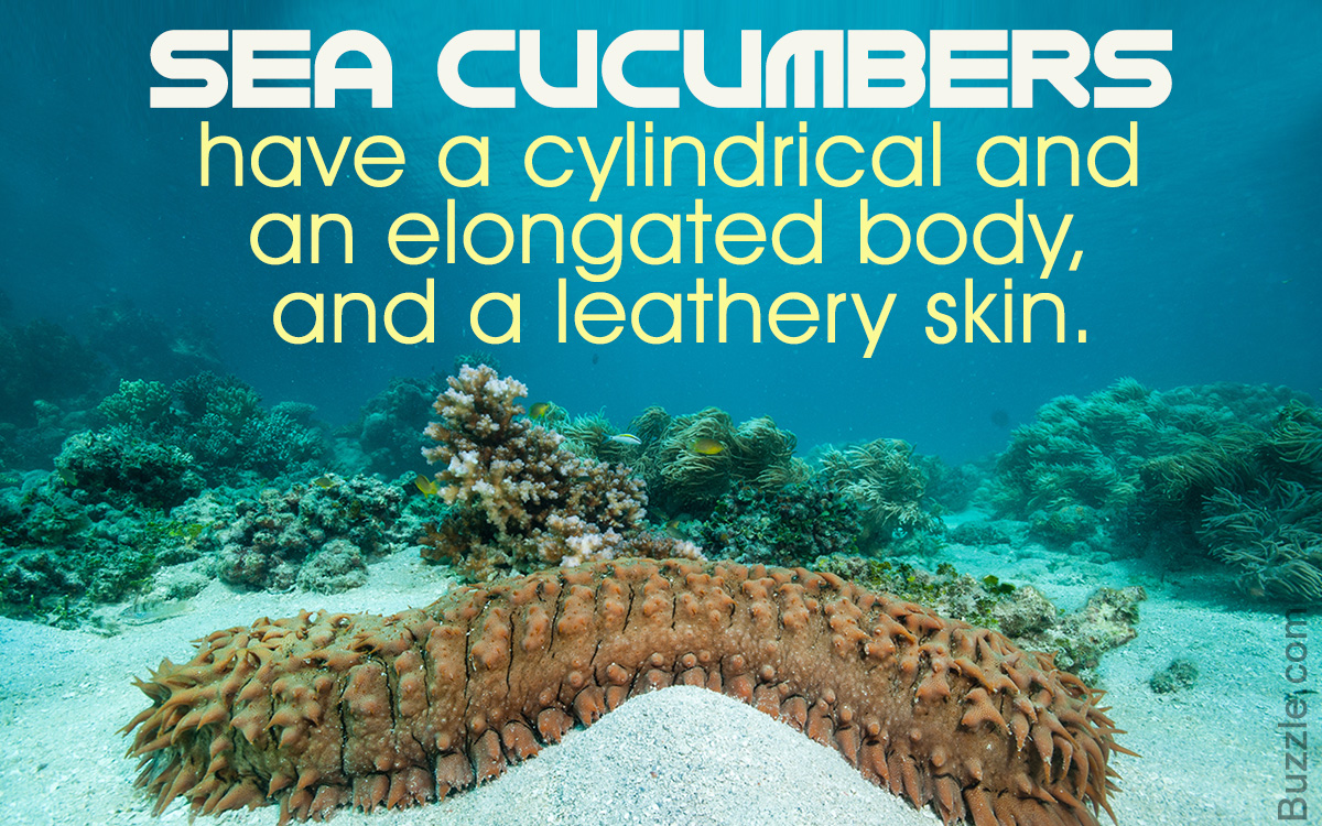 Information about Sea Cucumber