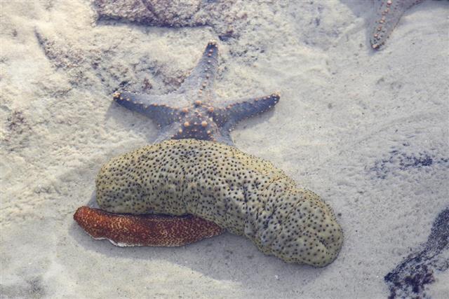 Starfish and sea cucumber
