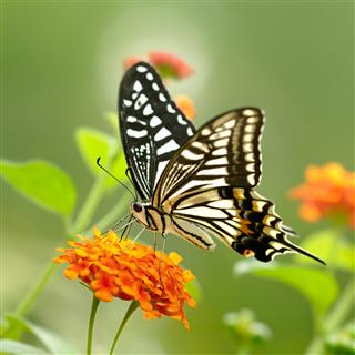 Swallowtail butterfly pollinating on lantana flowers
