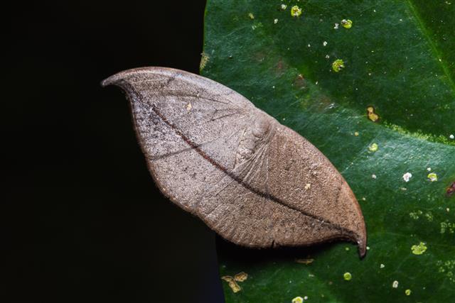 Hooktip moth on green leaf