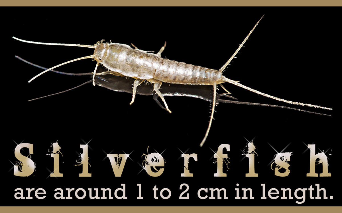 Things You Should Know About Silverfish