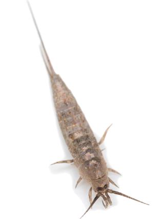 Silverfish isolated on white background