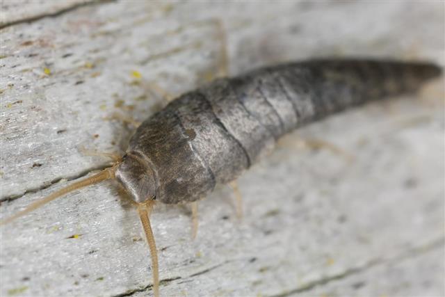 An extreme close-up of a silverfish sitting on a wood