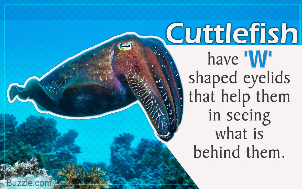 Facts about Cuttlefish