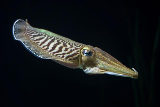 Close Up Of Cuttlefish