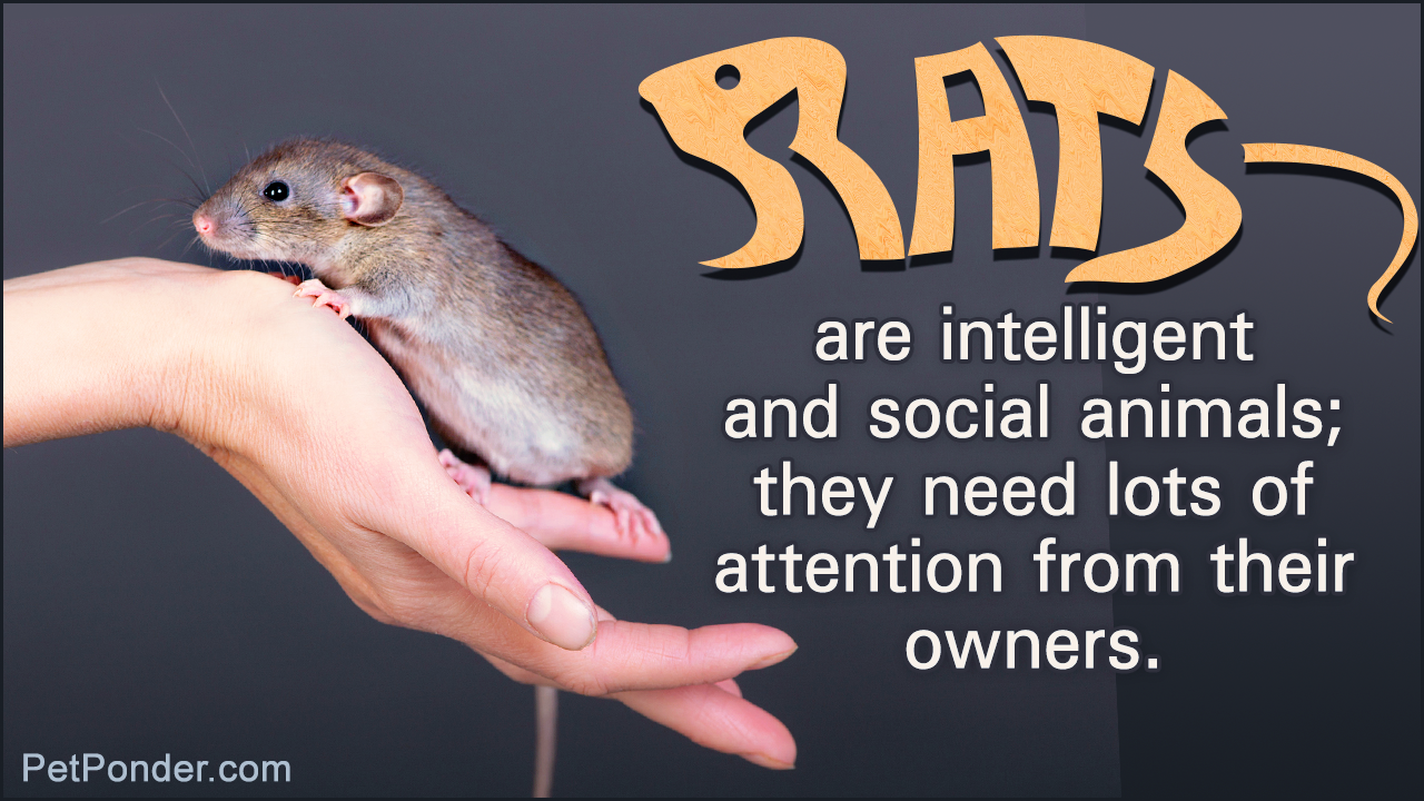 So You Want Pet Rats? - Essentials You Need To Know