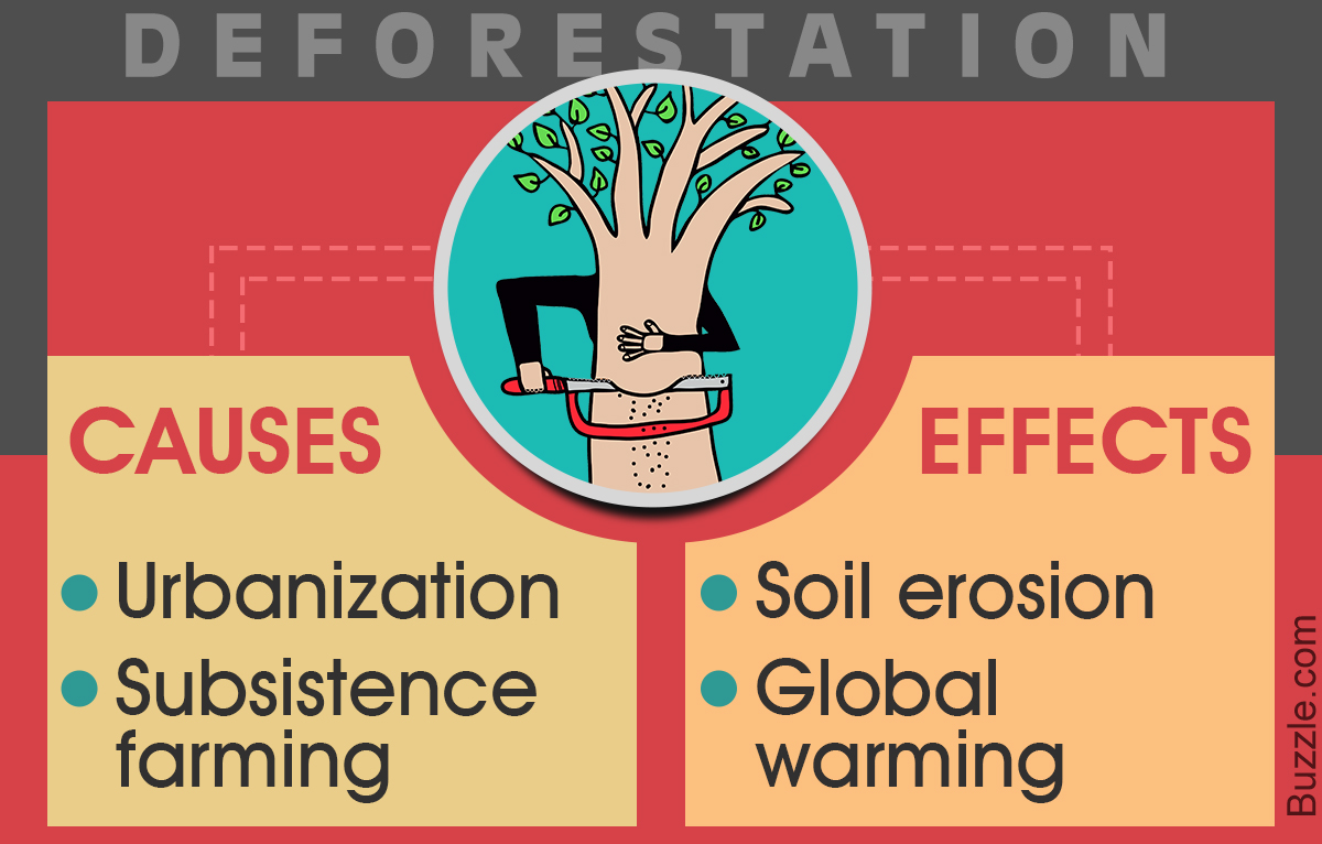 main causes of deforestation