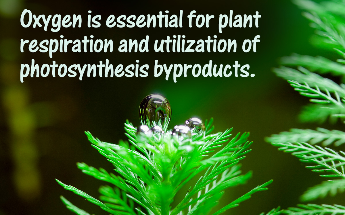 Plant Growth Factors