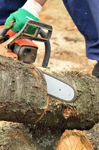 Detail of the chainsaw cutting the wooden log