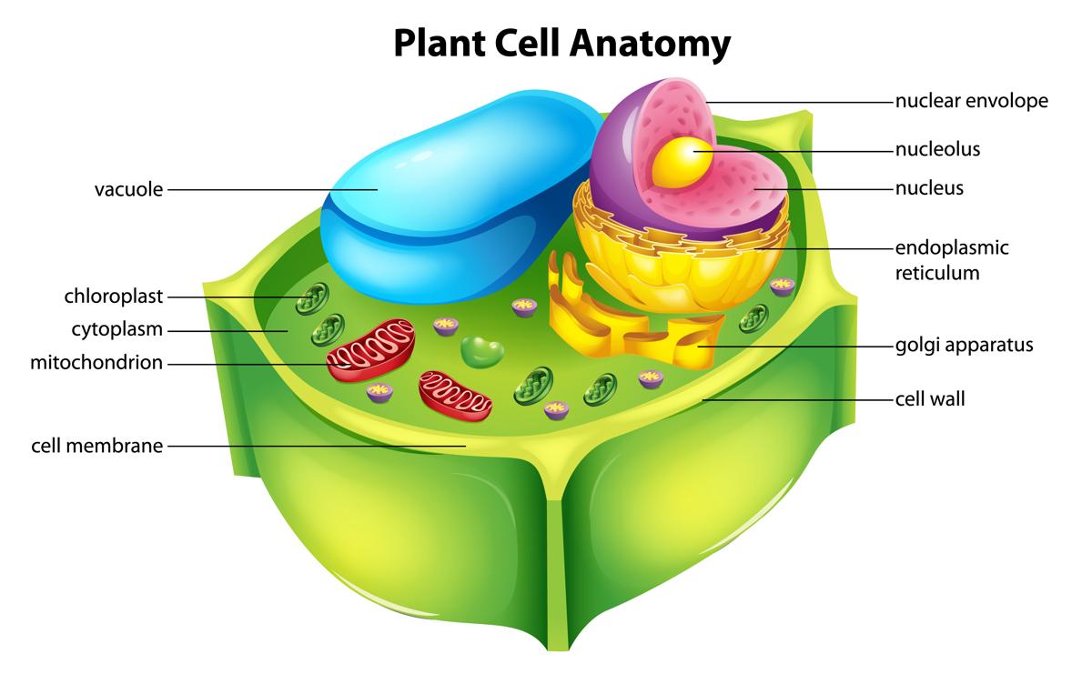 Vacuole Structure - Biology Wise