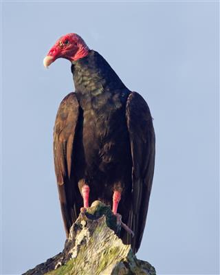 Perched Turkey Vulture on Dead Tree Branch