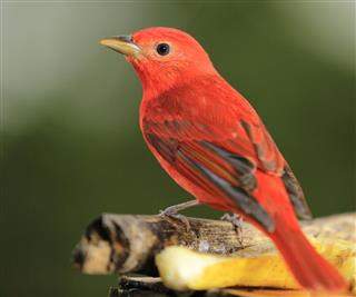 Summer tanager from Behind