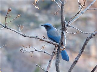 Close Up of Pinyon Jay on Tree Branch