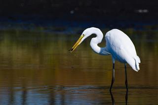 Great Egret With Caught Fish in Autumn