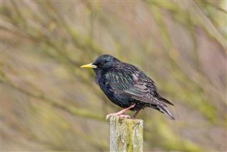 European Starling perched on a fence post