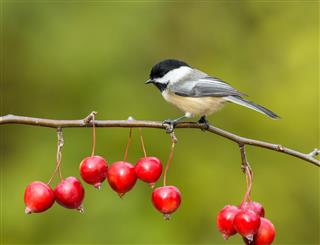 Black-Capped Chickadee Perched on Crabapple Branch in Fall