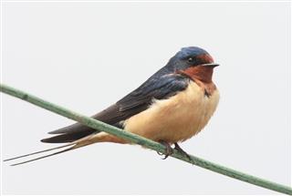 Barn Swallow Perched on a Wire