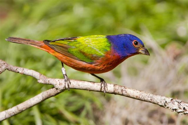 Painted Bunting ??? Male