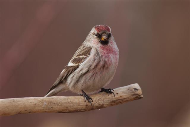 Common Redpoll (Acanthis flammea) on a branch.