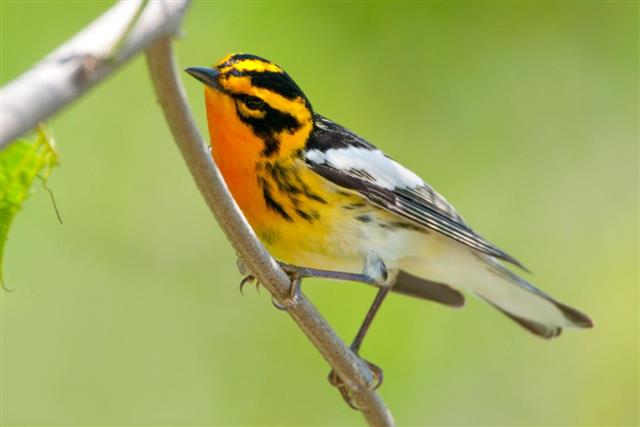 Blackburnian Warbler - South Texas