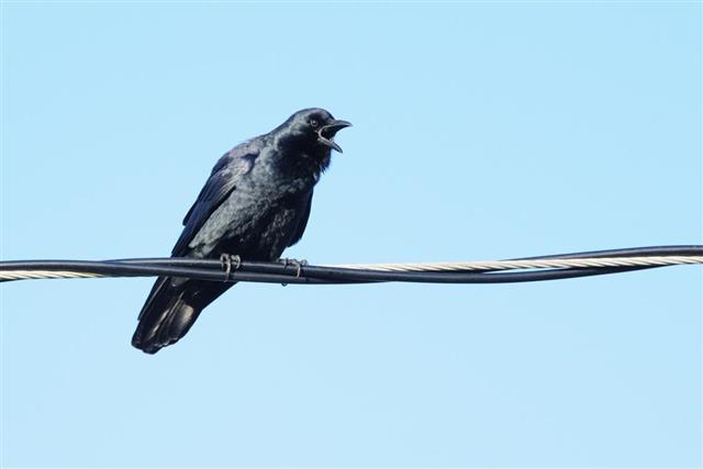 Fish Crow (Corvus ossifragus) on a wire calling