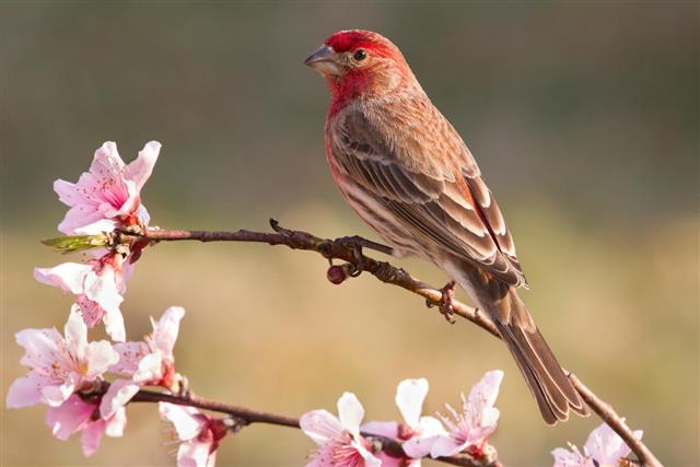 House Finch Perched on a Peach Tree