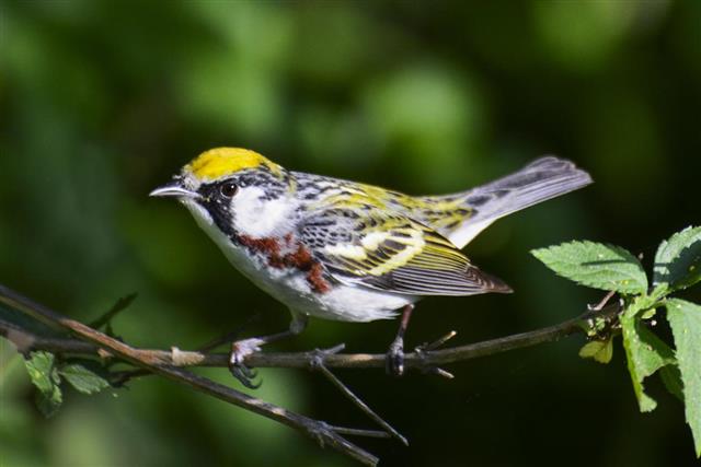 Beautiful Chestnut Sided Warbler In Nature