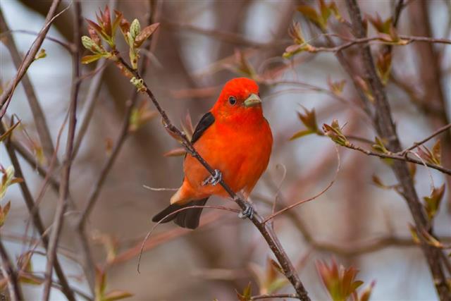 Colorful red Scarlet Tanager bird perched on a tree branch