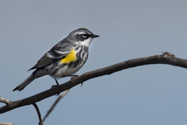 Yellow-rumped warbler perched over Littleton Colorado lake