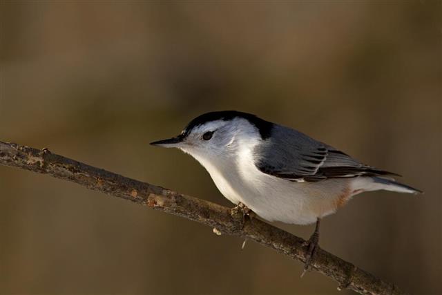 White-breasted Nuthatch in winter