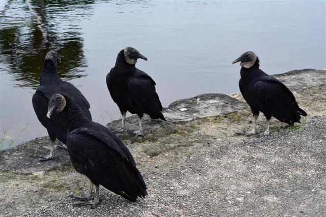 Four Black Vultures
