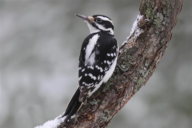 Hairy Woodpecker on a Branch