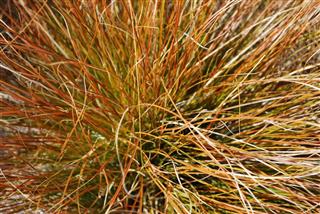 Closeup of Orange Tussock Grass