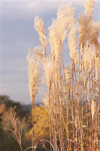 Feather Reed Ornamental grass at sunset in Autumn