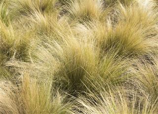 Mexican Feather Grass in the Sunlight