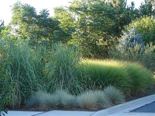 ornamental grasses in summer landscape