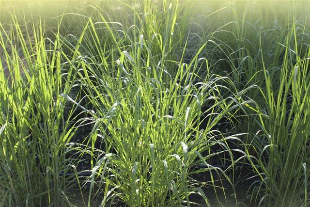 Switchgrass ( panicum virgatum )
