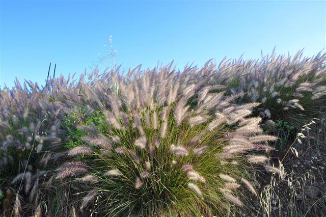 Field of Purple Fountain Grasses