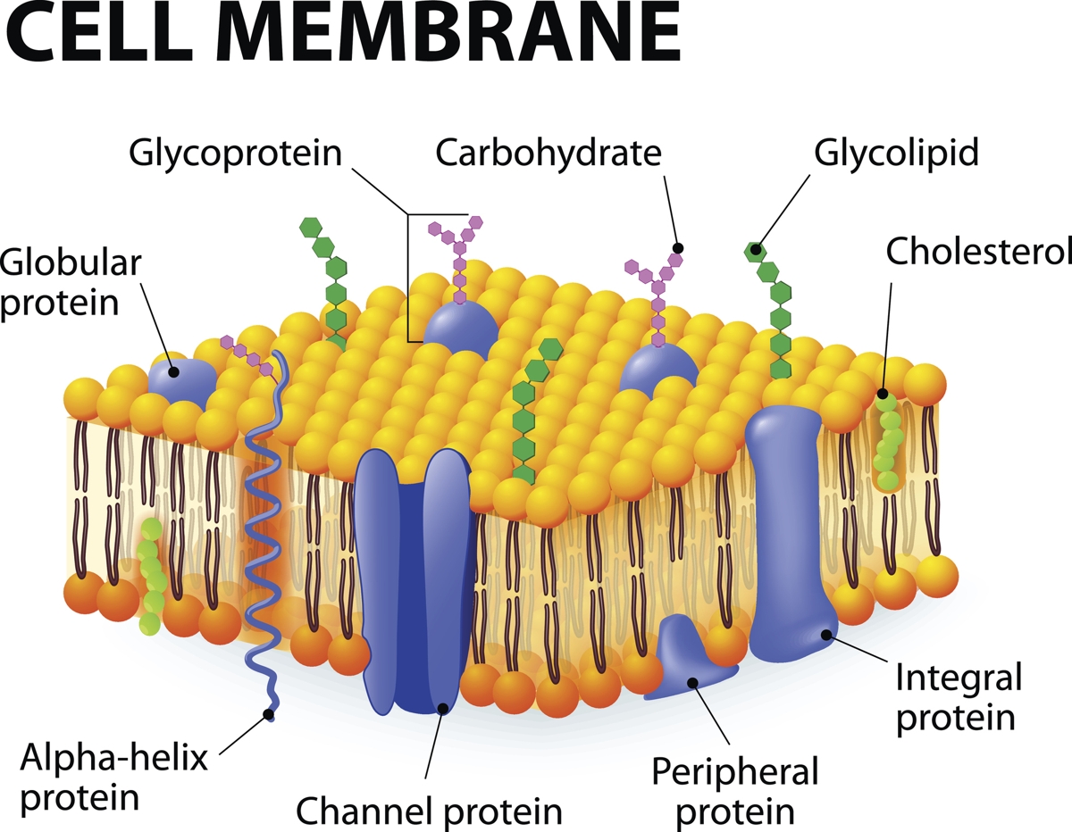 As Biology Transport Across Cell Membrane Structure Of The Cell Vrogue
