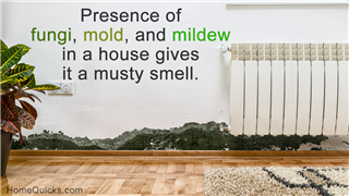 What Is Pink Mold And Is It Harmful