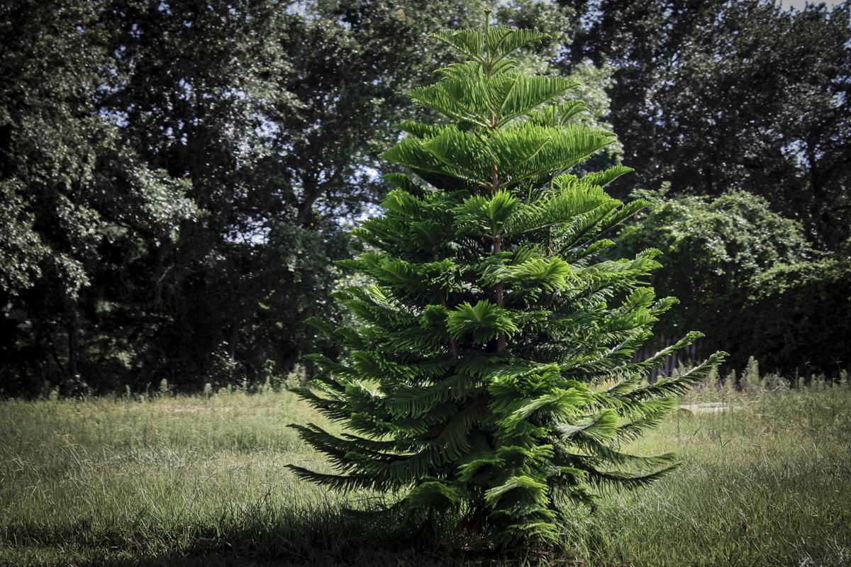 Fir Trees - Types