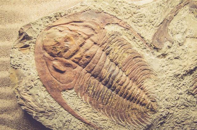 Fossil trilobite on stone
