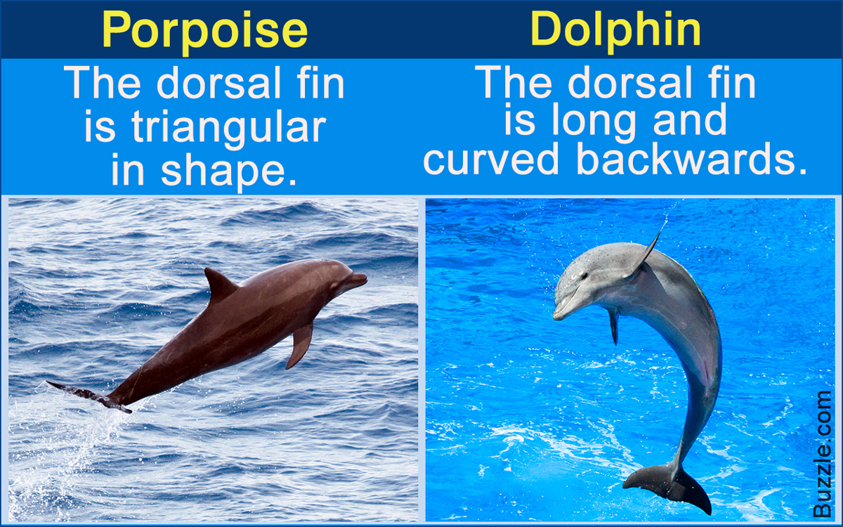Porpoise Vs. Dolphin